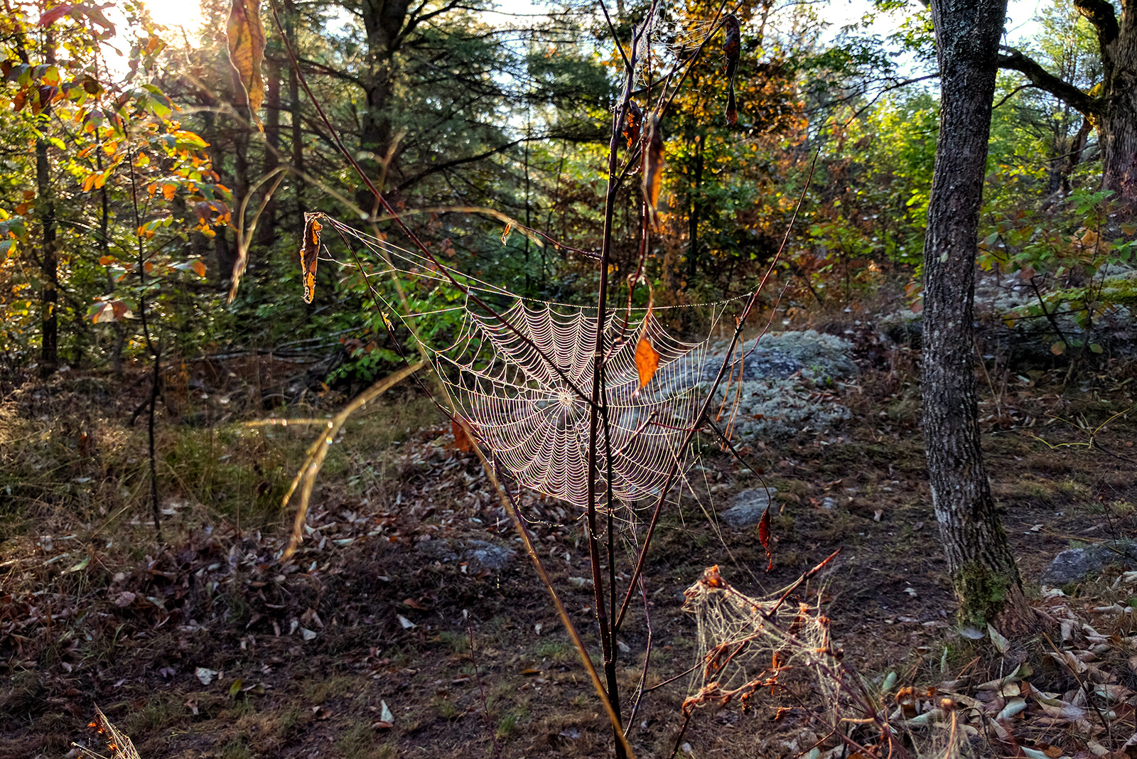Spider Garden Johnston's Cranberry Marsh & Muskoka Lakes Winery