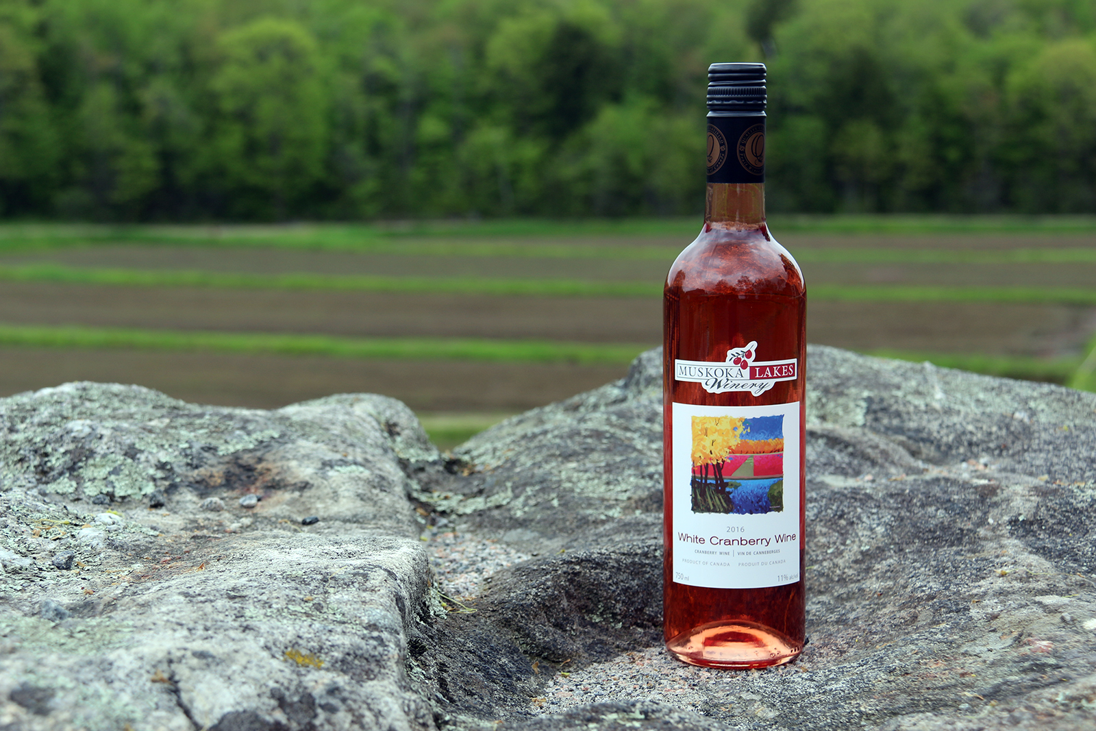 2016 White Cranberry Wine is Here! Johnston's Cranberry Marsh