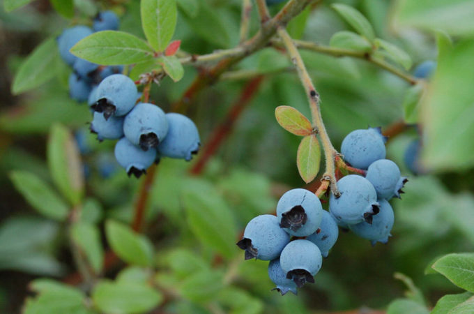 mature wild blueberries growing on the vine