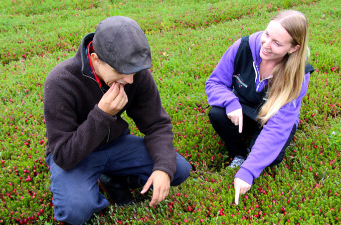 couple crouching on a cranberry bed looking at and tasting the cranberries growing there