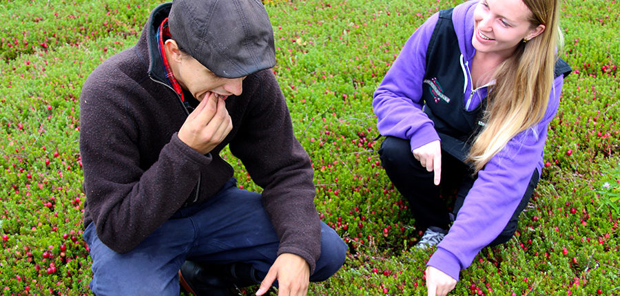 couple crouching on a cranberry bed looking at and tasting the cranberries growing there