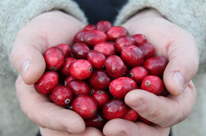 picture of hands cupping fresh cranberries