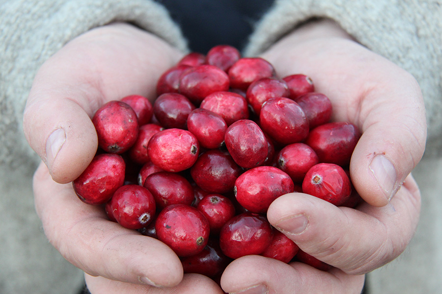 Cranberry Facts - Muskoka Lakes Farm & Winery