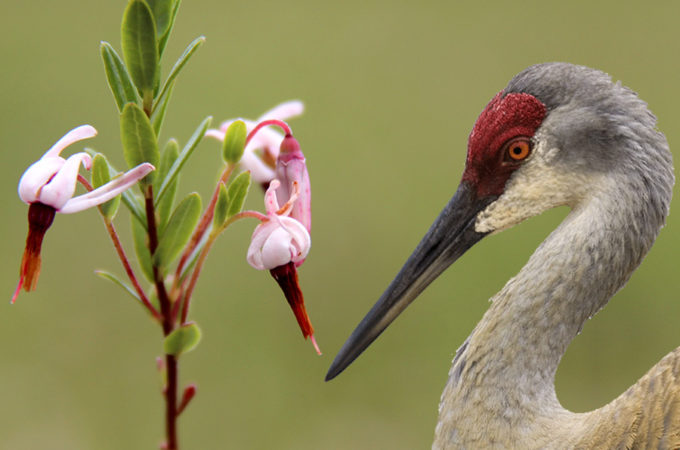 picture showing cranberry blossom and head of sandhill crane