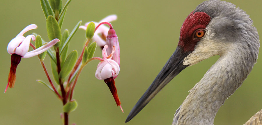 picture showing cranberry blossom and head of sandhill crane