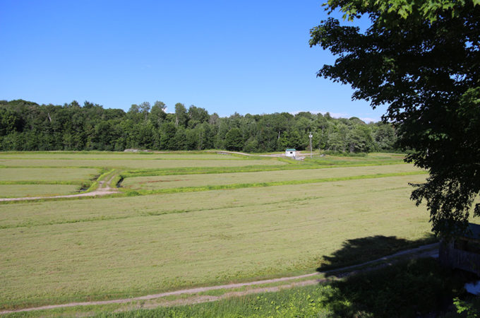 old marsh at Johnston's cranberry marsh in summer