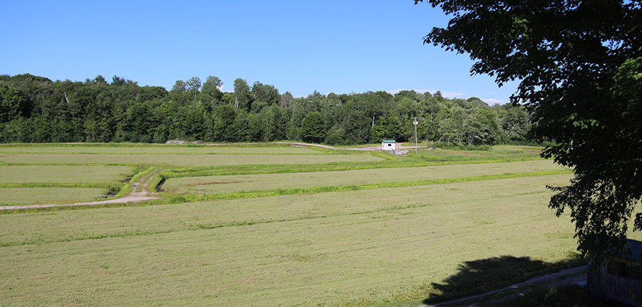old marsh at Johnston's cranberry marsh in summer