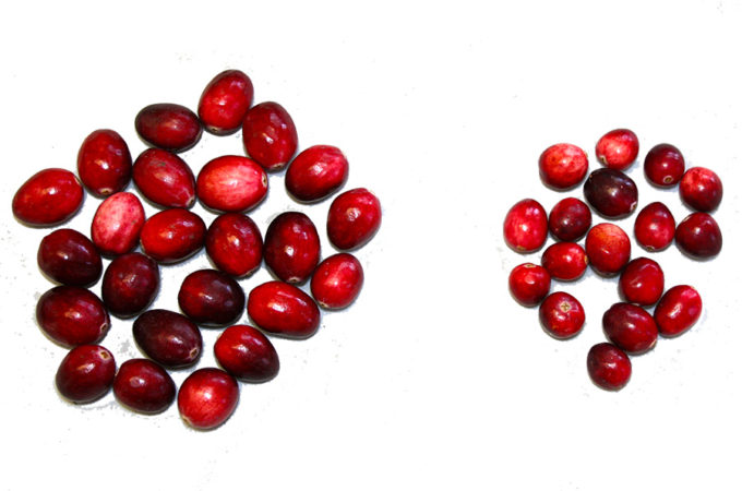 picture showing the size difference between the pilgrim and searles varieties of vaccinium macrocarpon