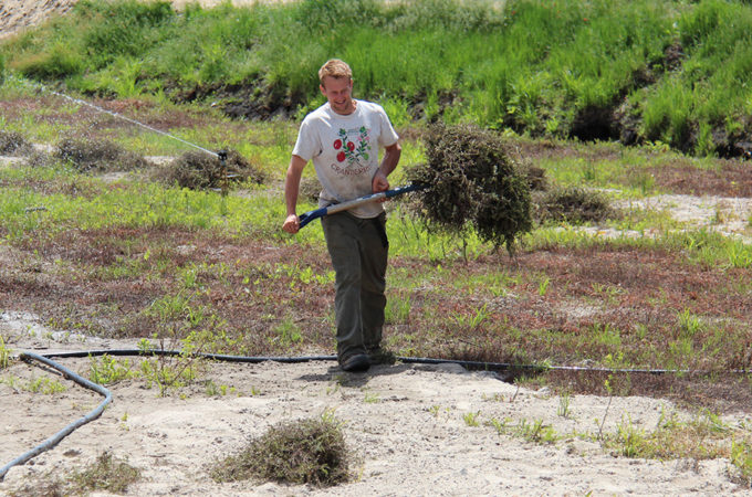 picture of North Johnston carrying cranberry vine cuttings for planting