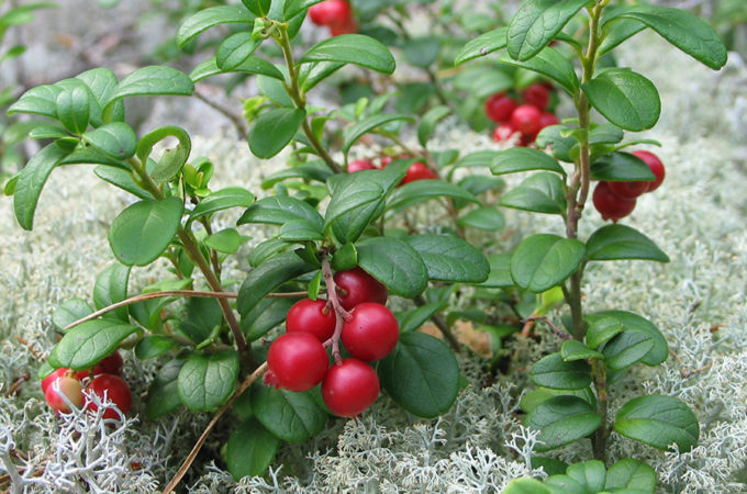 picture of vaccinium vitis idaea growing on plant