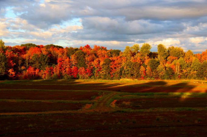 johnston's old marsh cranberry beds with fall trees