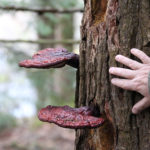 red fungus growing from a tree
