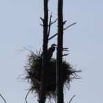 great blue heron on a nest