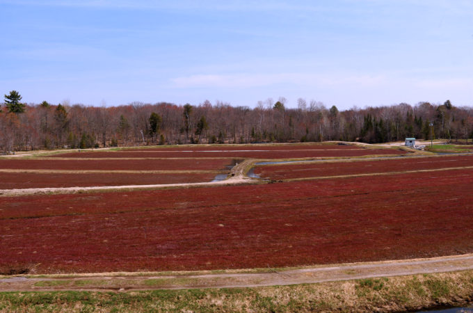 johnston's old marsh cranberry beds with deep burgundy vines