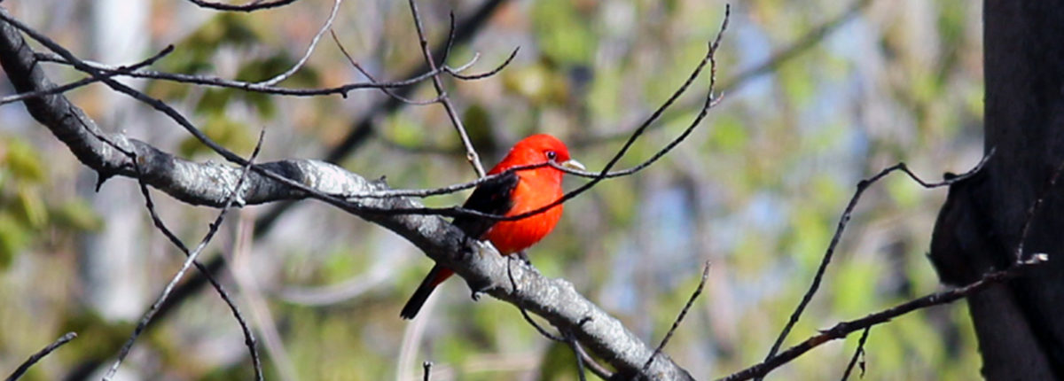 scarlet tanager in a tree
