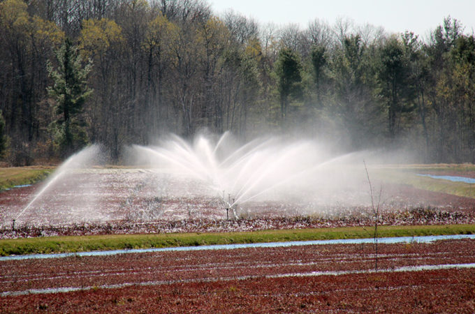 sprinklers running on a cranberry bed