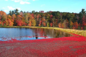 red cranberries floating on a flooded bed in fall