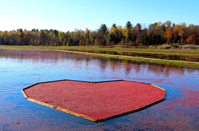 floating heart of cranberries in fall