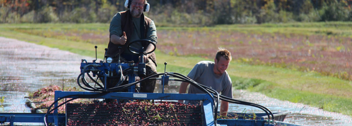 cranberry picker with farmer giving a thumbs up