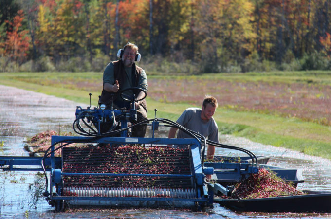 cranberry picker with farmer giving a thumbs up