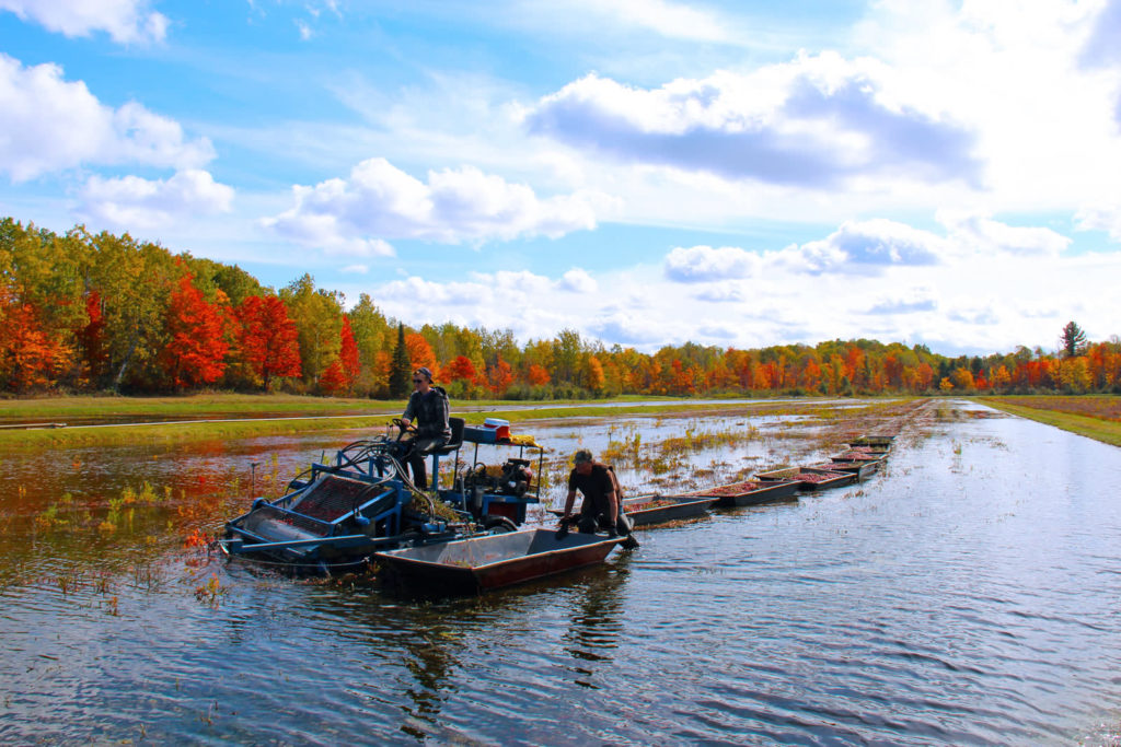 cranberry picker on a fall cranberry bed