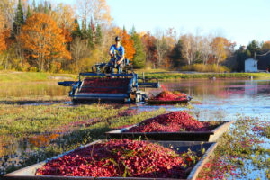 cranberry picker and full cranberry boats in fall