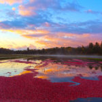 sunrise over a flooded cranberry bed with floating cranberries