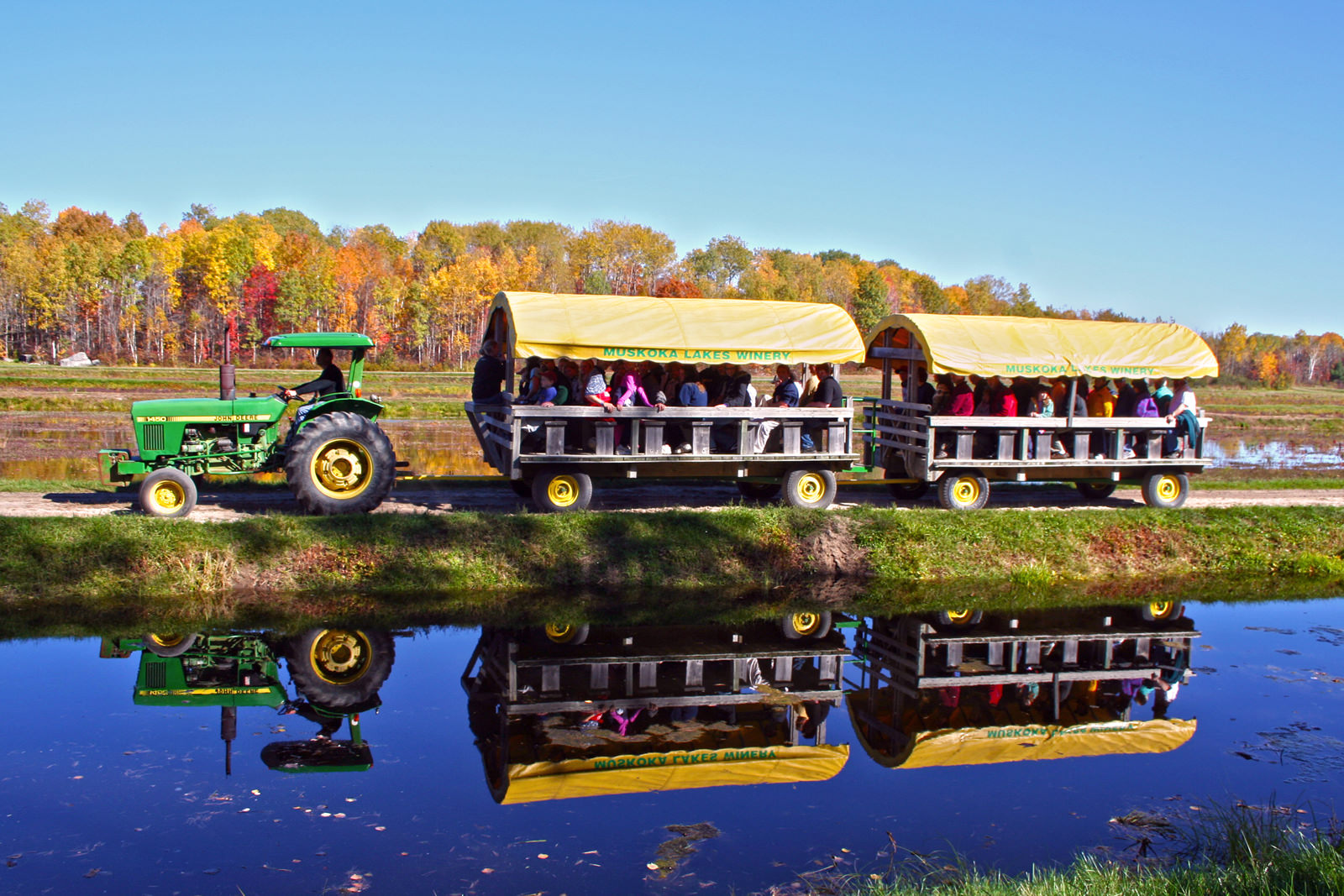 tractor pulled wagons on cranberry marsh with water in front