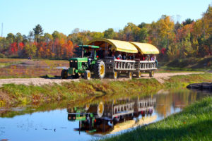 tractor pulled wagon at johnstons cranberry marsh