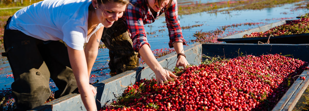 two girls touching freshly picked cranberries in a shallow boat