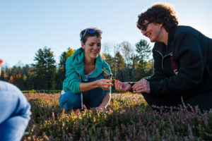 two women crouching on cranberry bed examining a cranberry vine