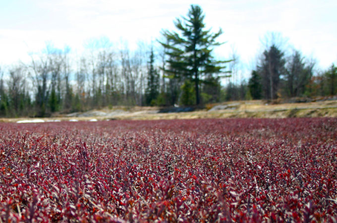 close up of dark burgundy spring cranberry vines