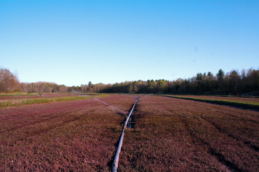 cranberry bed with burgundy vines and irrigation system running