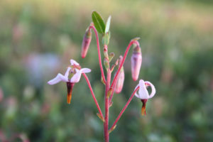 close up of cranberry flowers