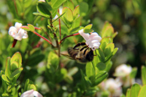honey bee upside down on a cranberry blossom