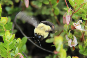 bumble bee flying amid cranberry blossoms