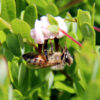honey bee clinging upside down to a cranberry blossom