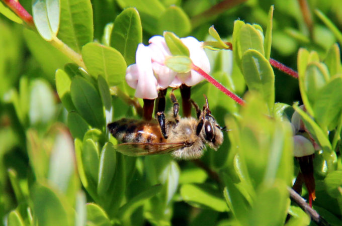 honey bee clinging upside down to a cranberry blossom