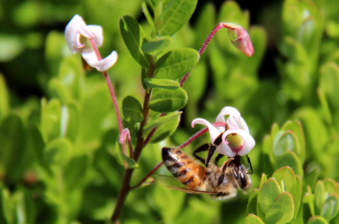 honey bee on a cranberry blossom