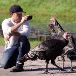 man squatting and taking picture with his phone of four turkeys