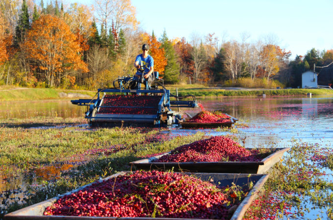 cranberry picker and boats full of cranberries on a flooded bed in fall