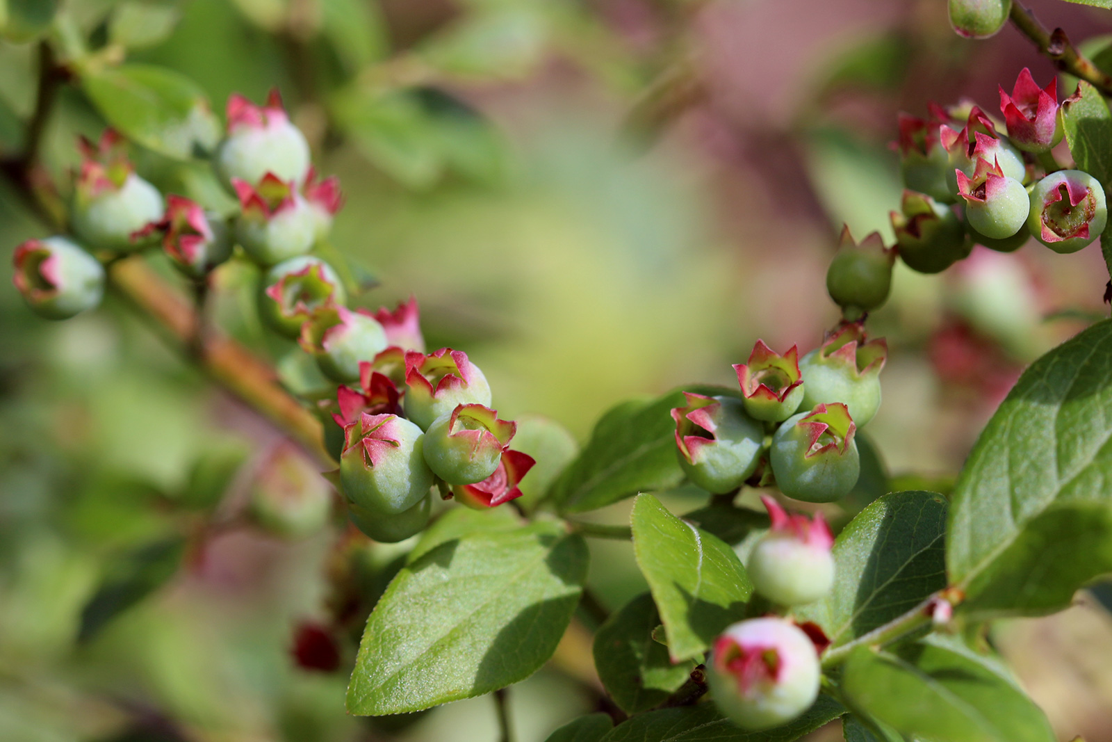 Green Blueberries Muskoka Lakes Farm & Winery