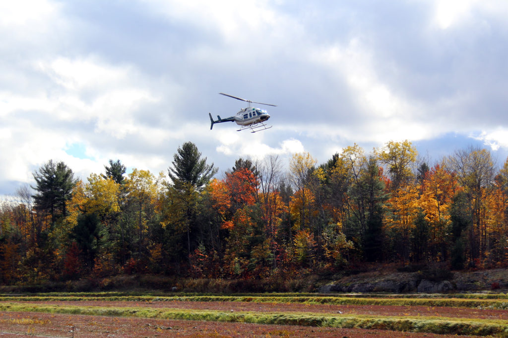 helicopter rising above fall trees