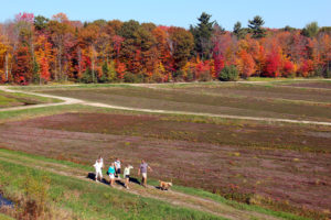 family with their dog hiking around johnston's old marsh with burgundy cranberry vines and fall trees in the background