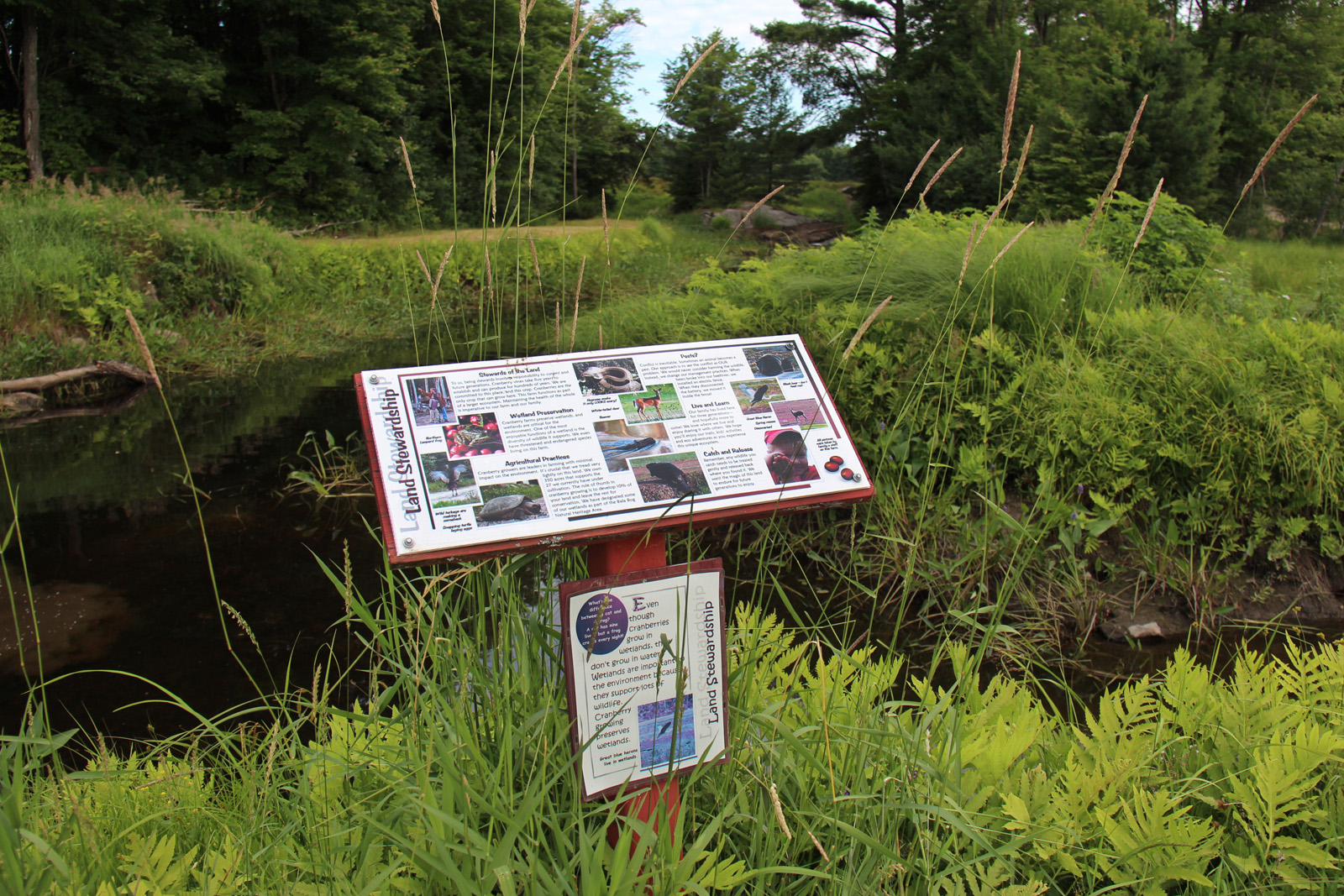 landstewardship trail sign against a background of bullrushes and a stream