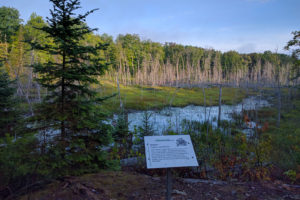 beaver fact sign overlooking a beaver meadow