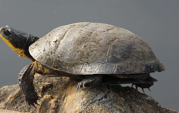 blandings turtle sunning on a rock