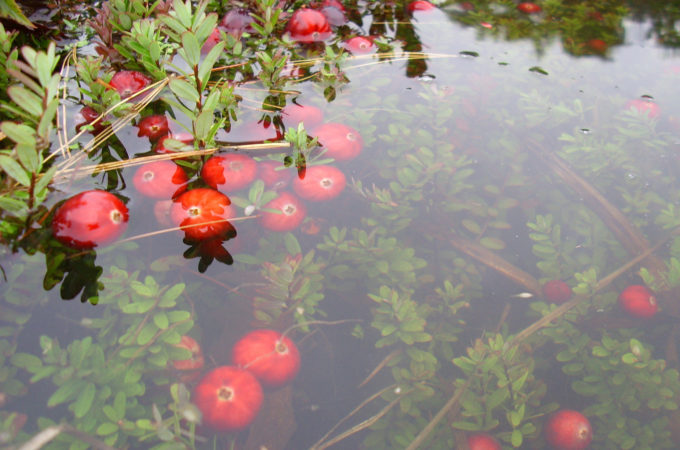 flooded cranberry bed with cranberries floating near the surface