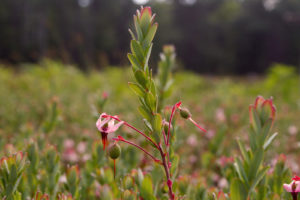 cranberry upright with one blossom and several small green berries