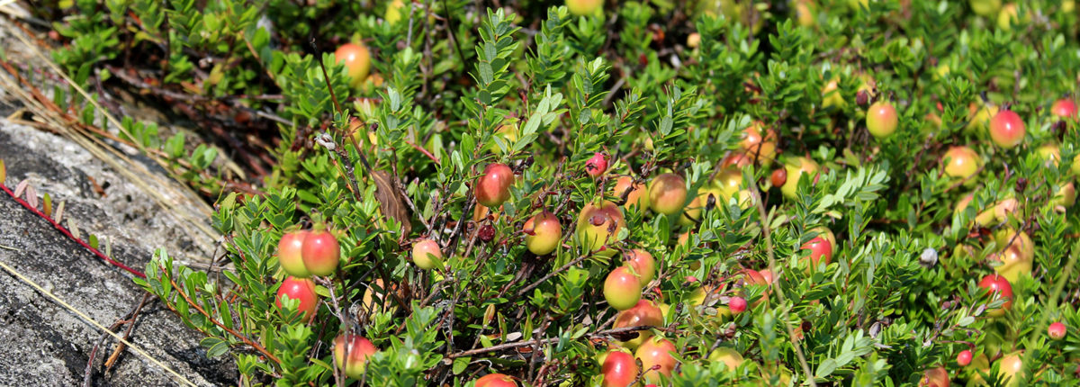 green cranberries turning red growing in vines